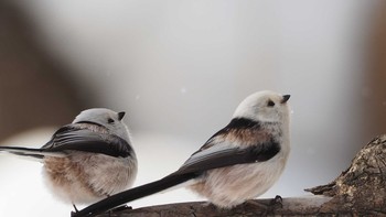 Long-tailed tit(japonicus) Asahiyama Memorial Park Wed, 2/13/2019