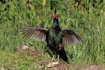 Green Pheasant 淀川河川公園 Thu, 5/7/2020