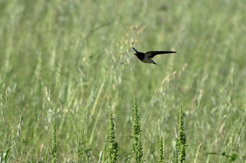 Barn Swallow 淀川河川公園 Thu, 5/7/2020