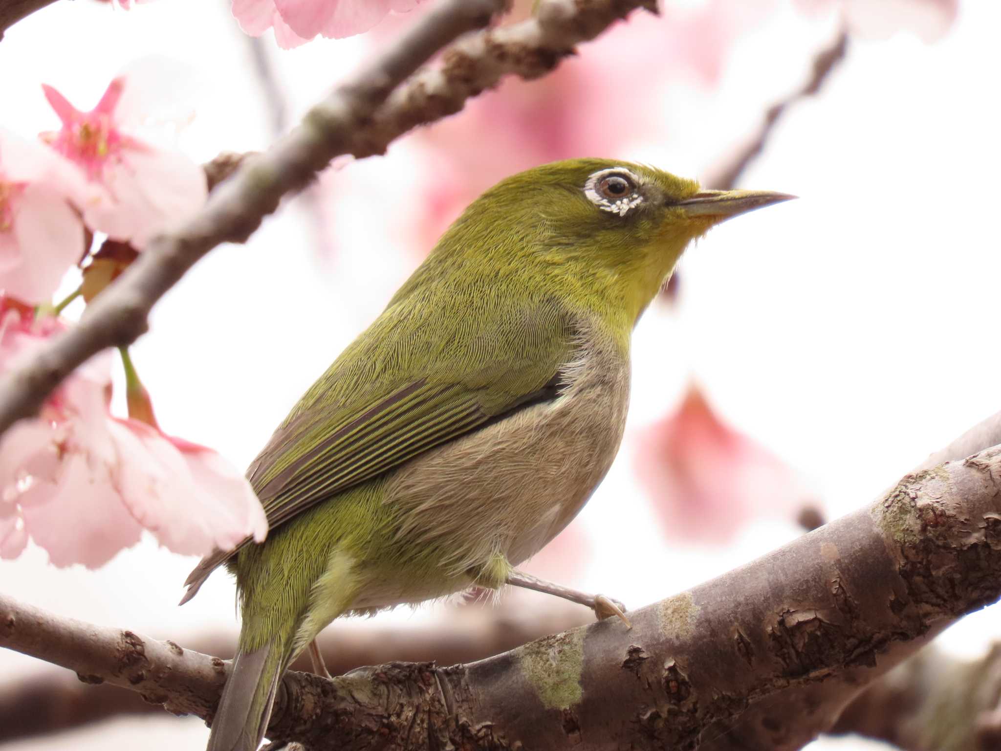 薬師池公園 メジロの写真