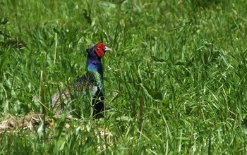 Unknown Species 大坂淀川左岸（旭区） Thu, 5/7/2020