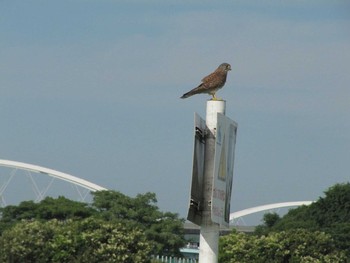 Unknown Species 大坂淀川左岸（守口） Thu, 5/7/2020