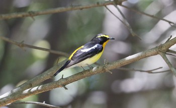 Narcissus Flycatcher 和歌山市 Thu, 5/7/2020