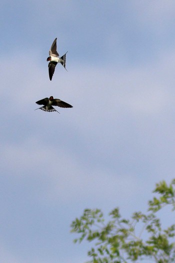 Barn Swallow 淀川河川公園 Thu, 5/7/2020