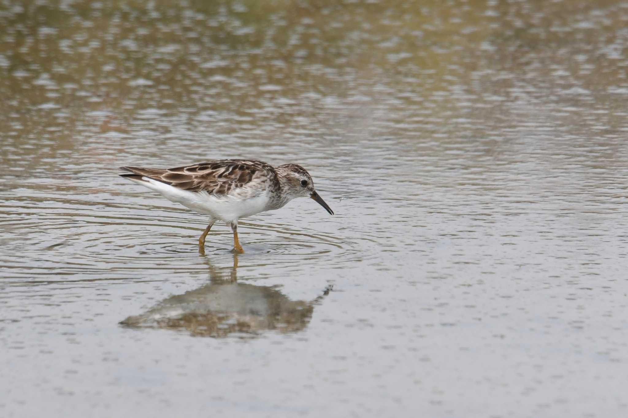 Long-toed Stint