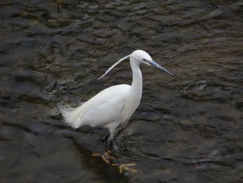 Sat, 3/28/2020 Birding report at 境川(境橋付近)