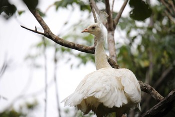 Indian Peafowl Ishigaki Island Sun, 12/29/2019