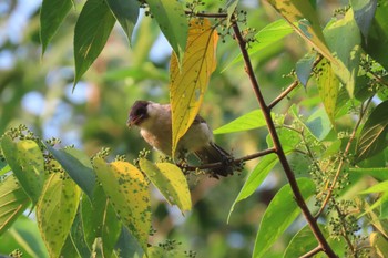 Sooty-headed Bulbul Khao Mai Keao Reservation Park Wed, 5/6/2020