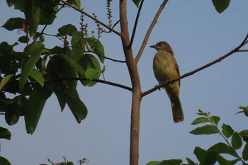 Ayeyarwady Bulbul Khao Mai Keao Reservation Park Wed, 5/6/2020