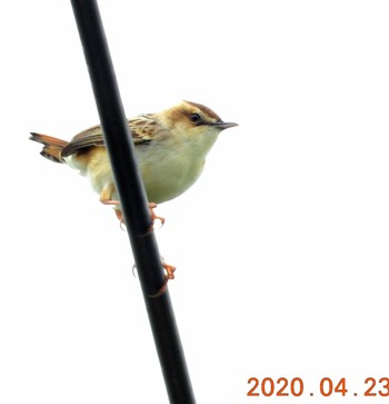2020年4月23日(木) 恩納村の野鳥観察記録