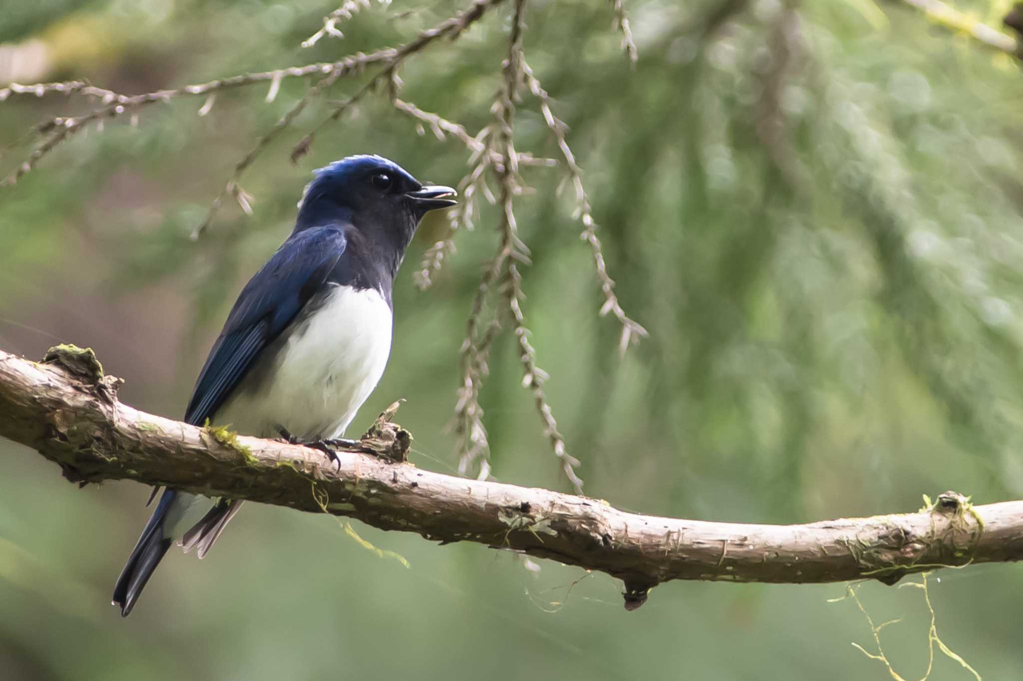 Photo of Blue-and-white Flycatcher at  by Noki