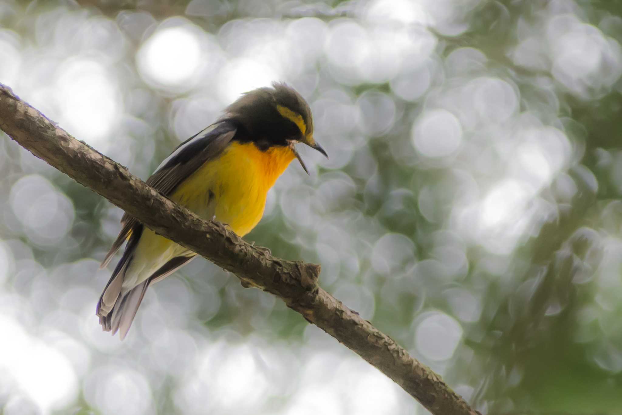 Photo of Narcissus Flycatcher at  by Noki