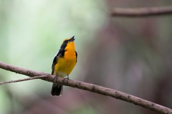 Narcissus Flycatcher Unknown Spots Wed, 5/2/2018