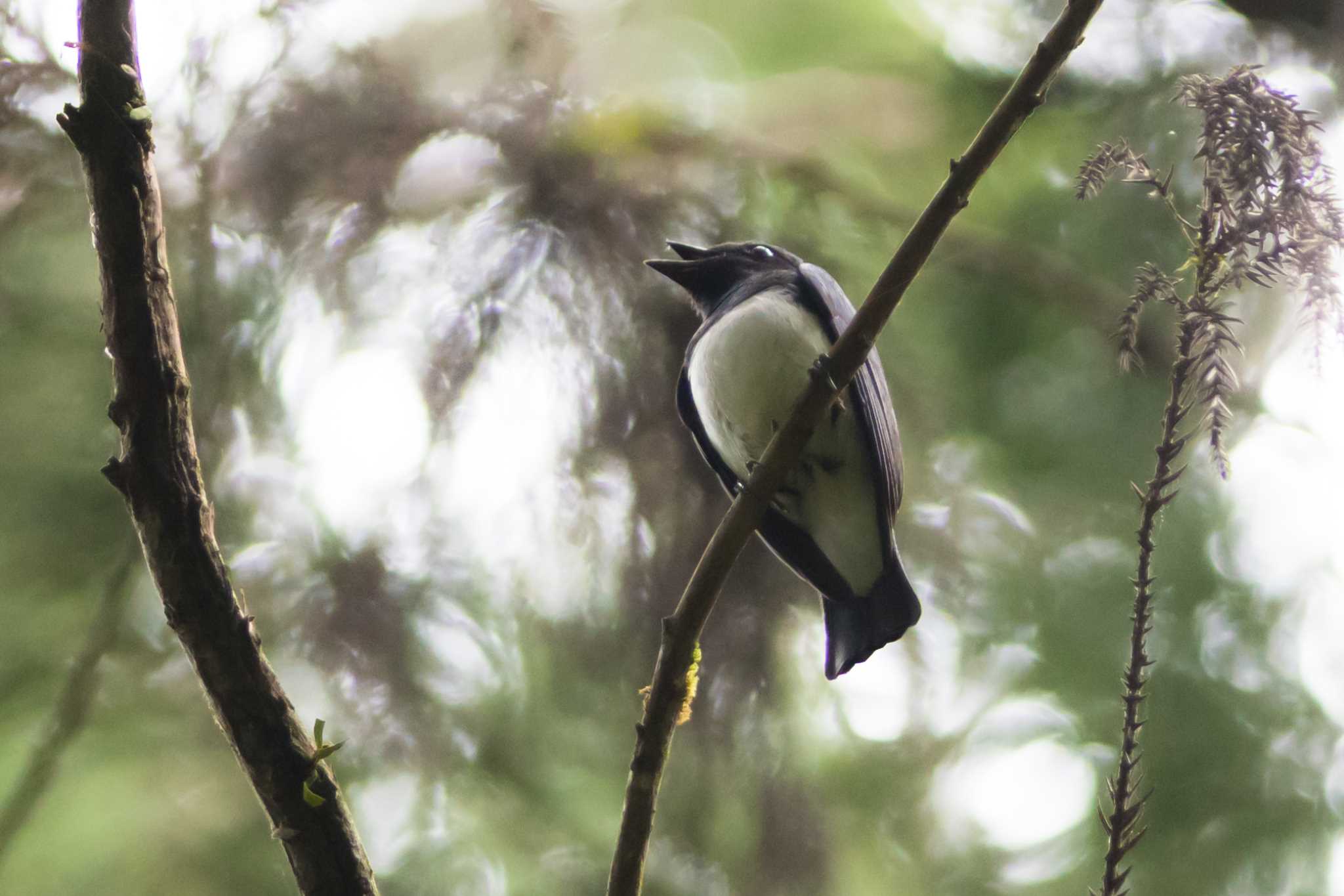 Photo of Blue-and-white Flycatcher at  by Noki