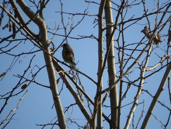 未同定 忠別川 2016年4月12日(火)