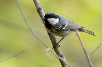 Coal Tit 三頭山 Fri, 4/27/2018