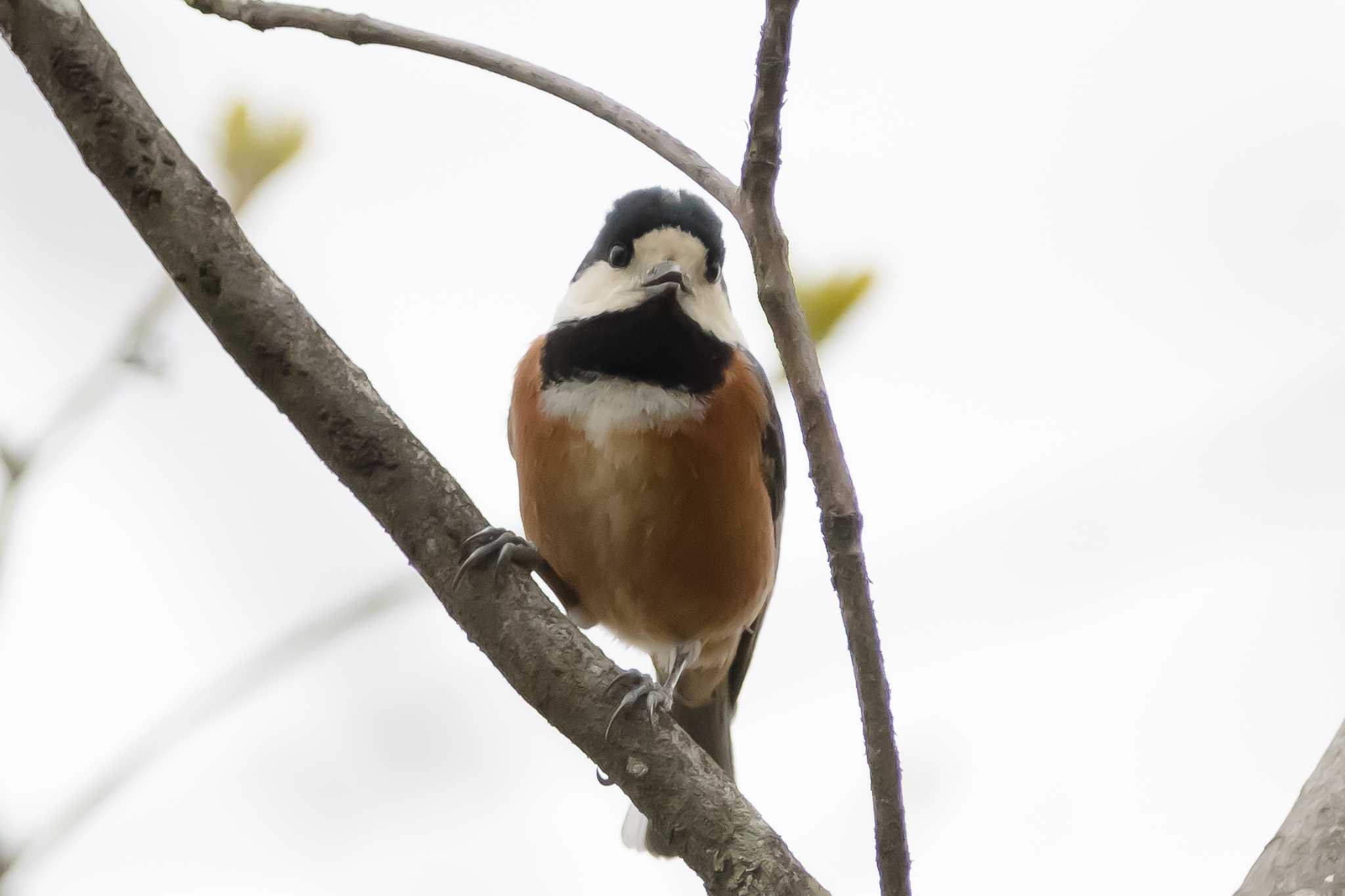 Photo of Varied Tit at 都民の森 by Noki