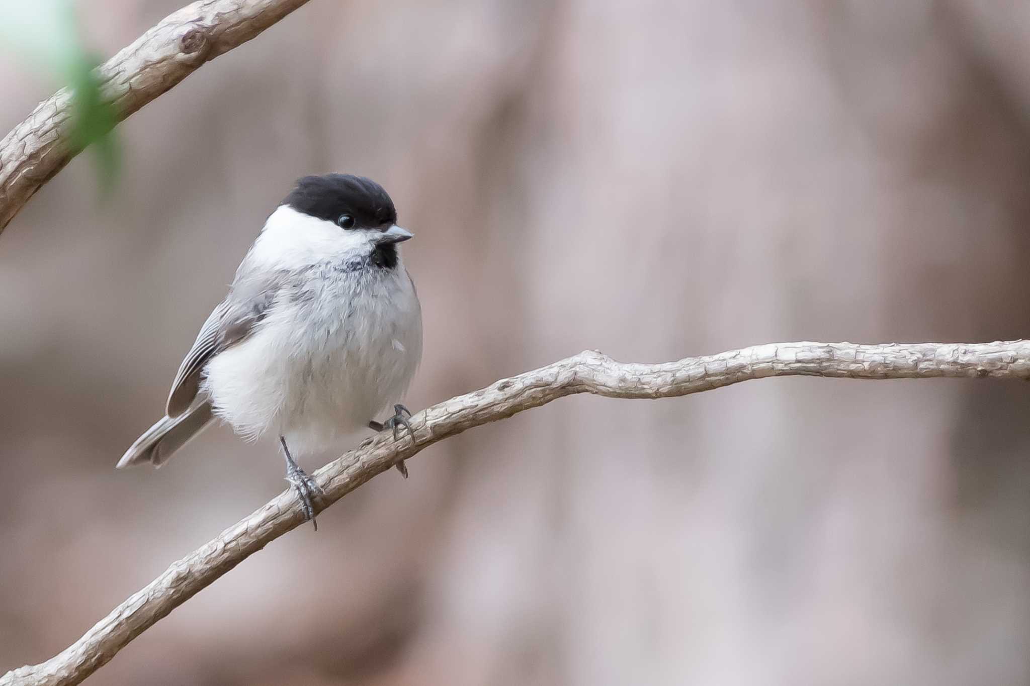 Photo of Willow Tit at 都民の森 by Noki