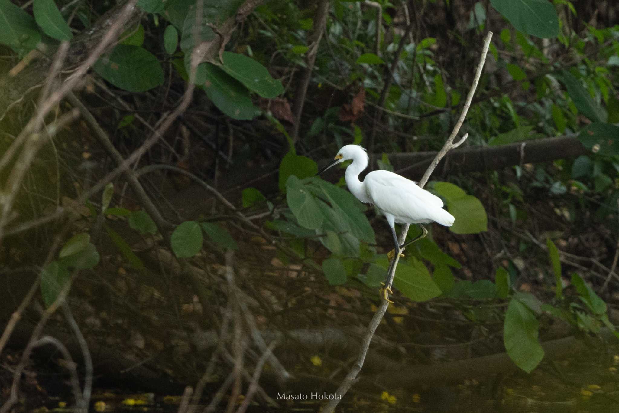 Snowy Egret