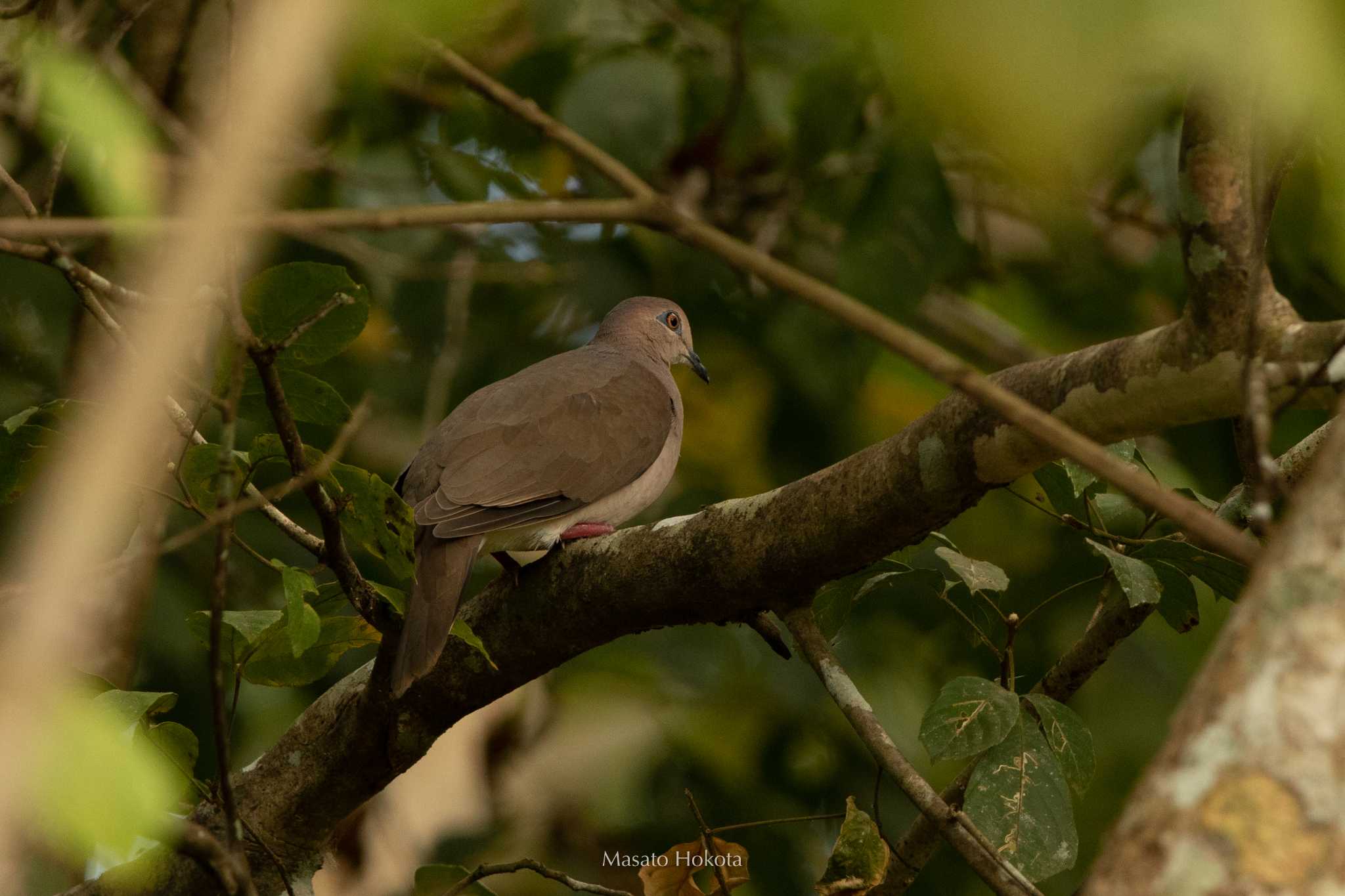 White-tipped Dove