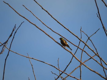 カワラヒワ 忠別川 2016年4月12日(火)