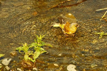 カワラヒワ 野川 2020年4月24日(金)