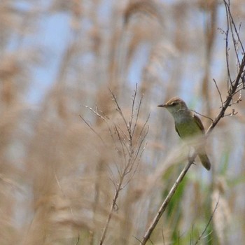 Oriental Reed Warbler Yatsu-higata Tue, 5/5/2020