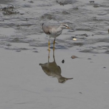 Grey-tailed Tattler Yatsu-higata Tue, 5/5/2020