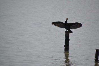 Great Cormorant Yatsu-higata Tue, 5/5/2020