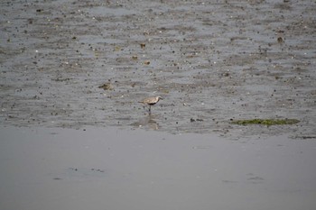 Grey Plover Yatsu-higata Tue, 5/5/2020