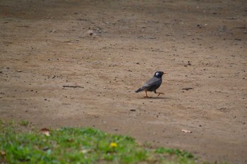 White-cheeked Starling Yatsu-higata Tue, 5/5/2020