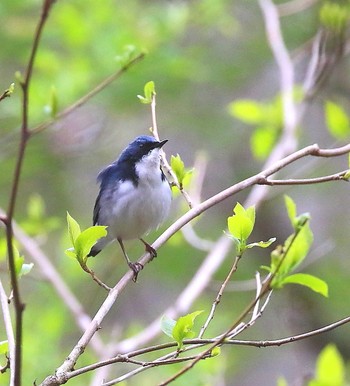 コルリ 柳沢峠 2019年5月9日(木)