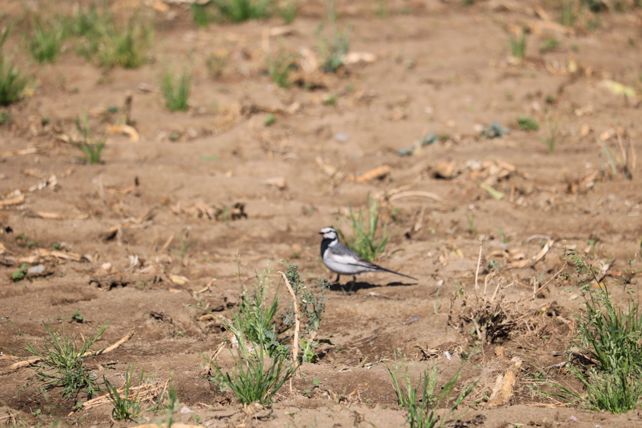 Photo of White Wagtail at 深谷市 by はび4508