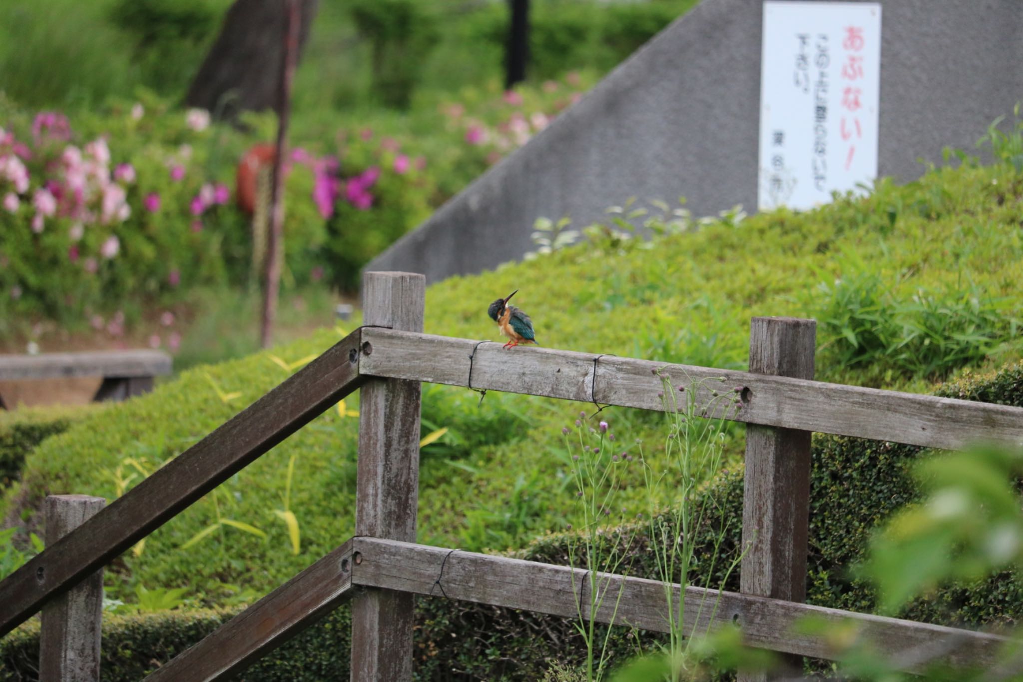 Photo of Common Kingfisher at 深谷市下台池公園 by はび4508