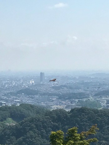 トビ 高尾山 2017年9月10日(日)