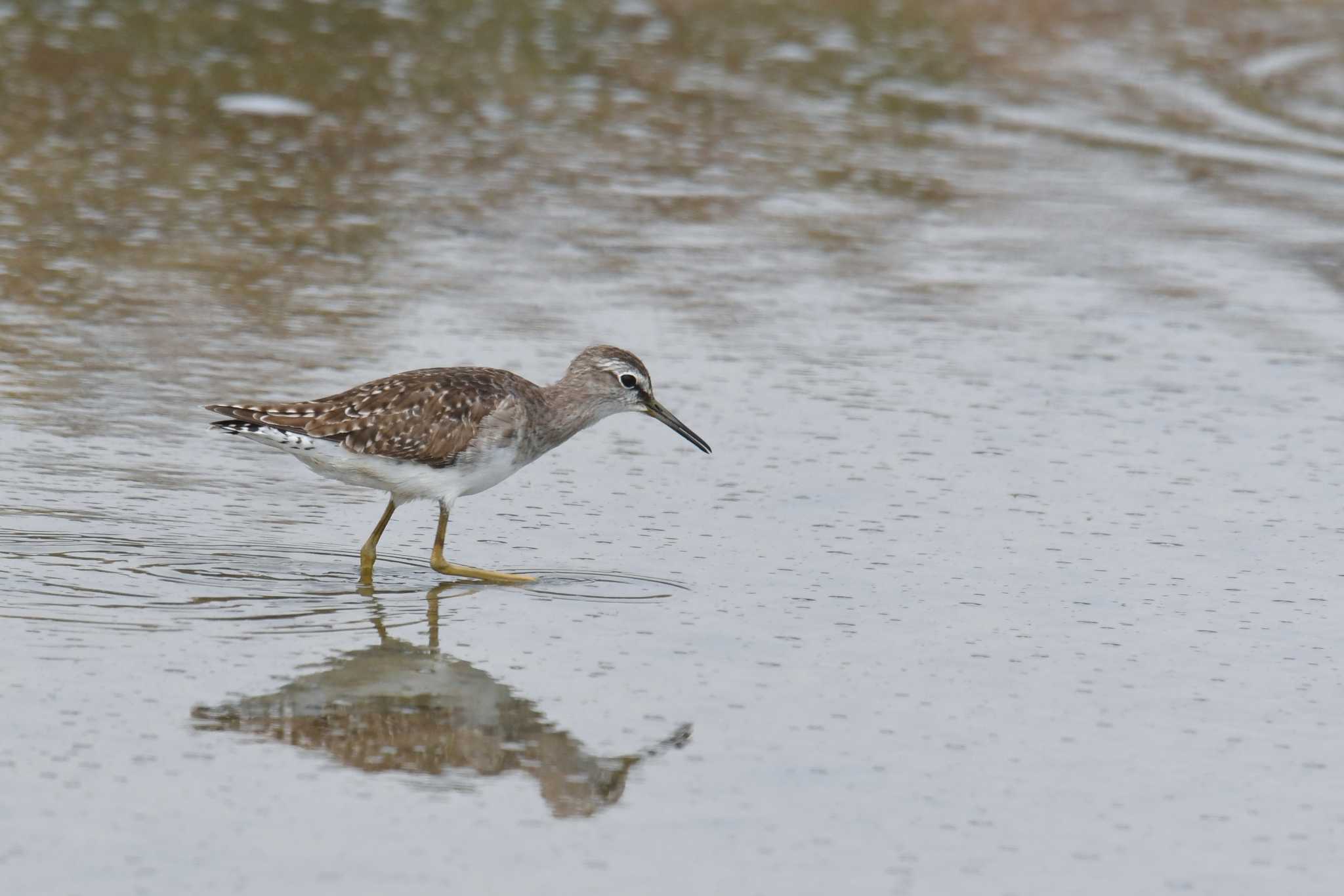 Wood Sandpiper