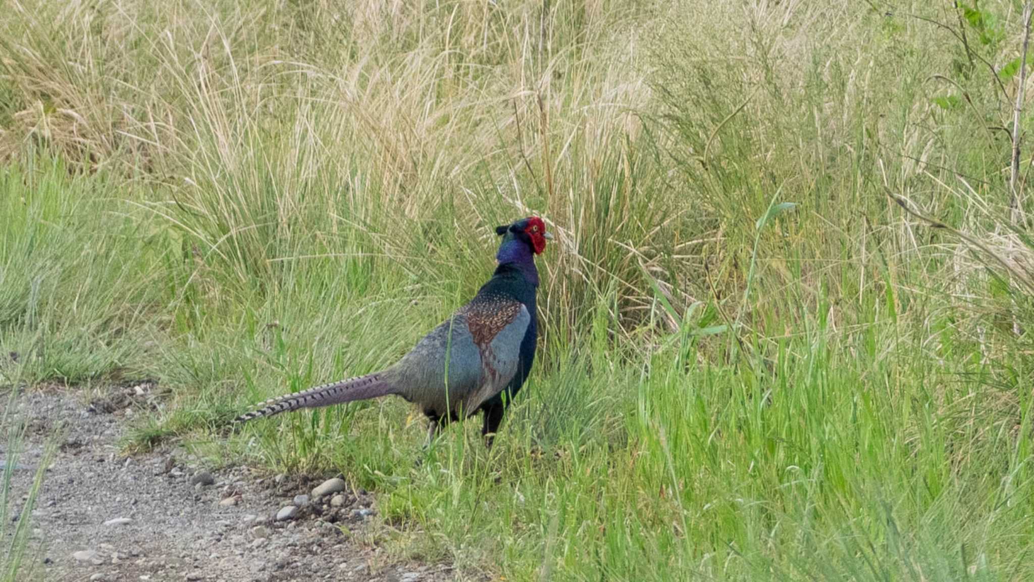 相模川 キジの写真 by Tosh@Bird