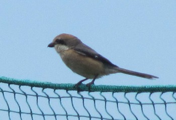 Unknown Species 大坂淀川左岸 Fri, 5/8/2020