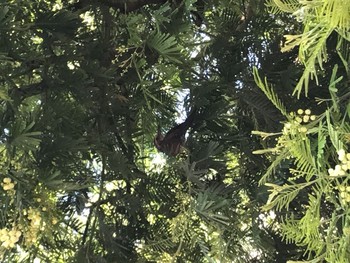 Dusky Thrush 深谷市 Fri, 5/8/2020