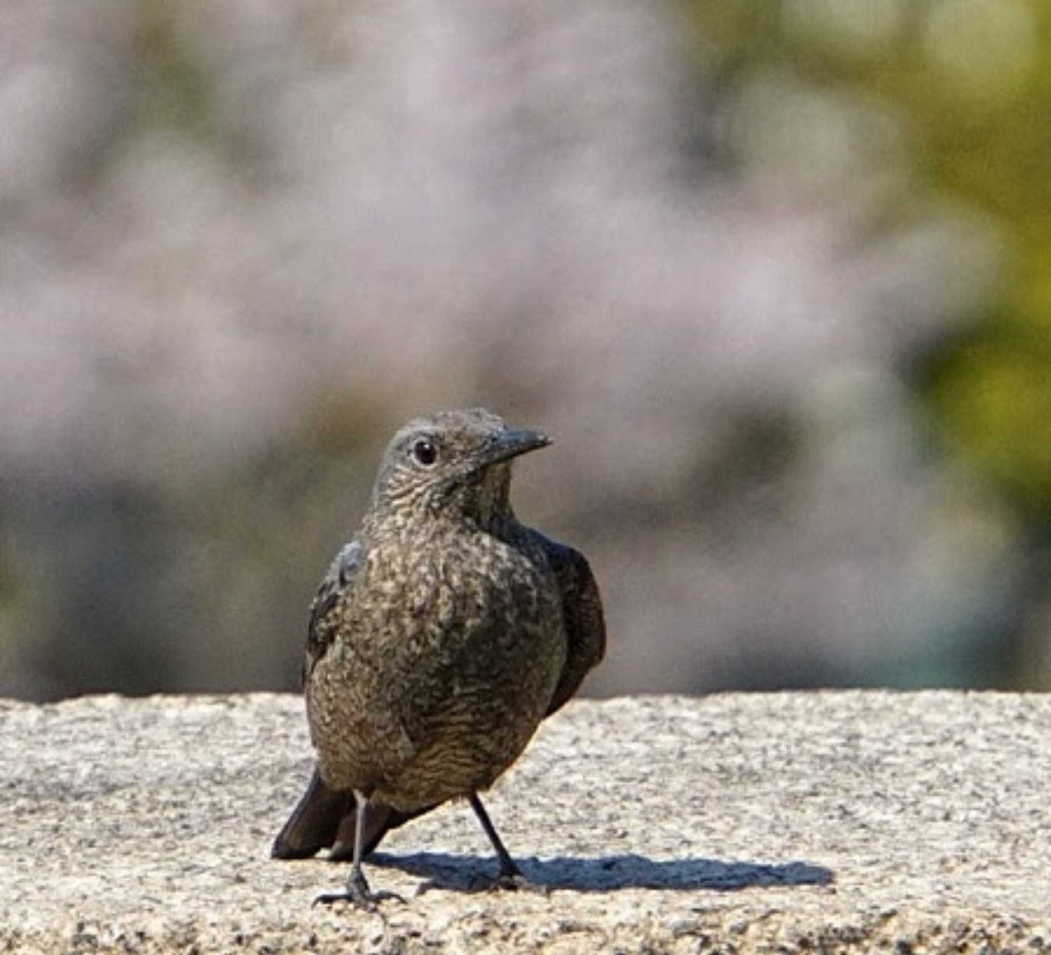 大阪城公園 イソヒヨドリの写真 by Toshi-ona-kaji