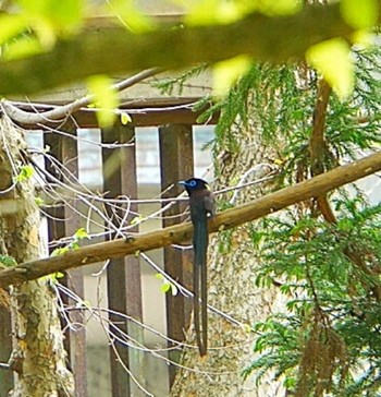 2020年5月6日(水) 大阪城公園の野鳥観察記録