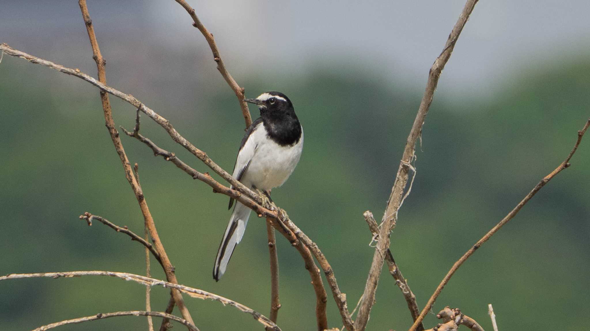 相模川 セグロセキレイの写真 by Tosh@Bird