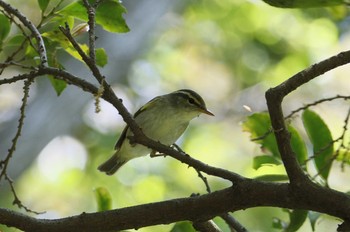 Eastern Crowned Warbler 和歌山市 Fri, 5/8/2020