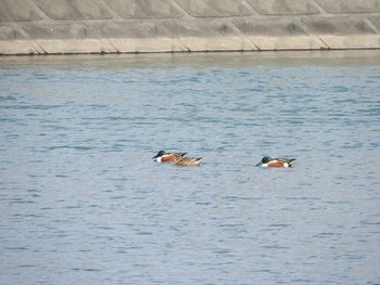 未同定 忠別川 2016年4月12日(火)