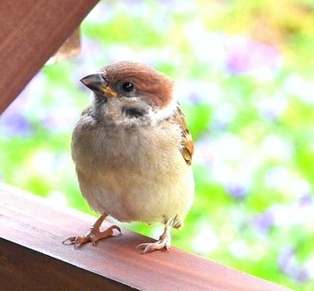 2020年5月8日(金) 恩納村の野鳥観察記録