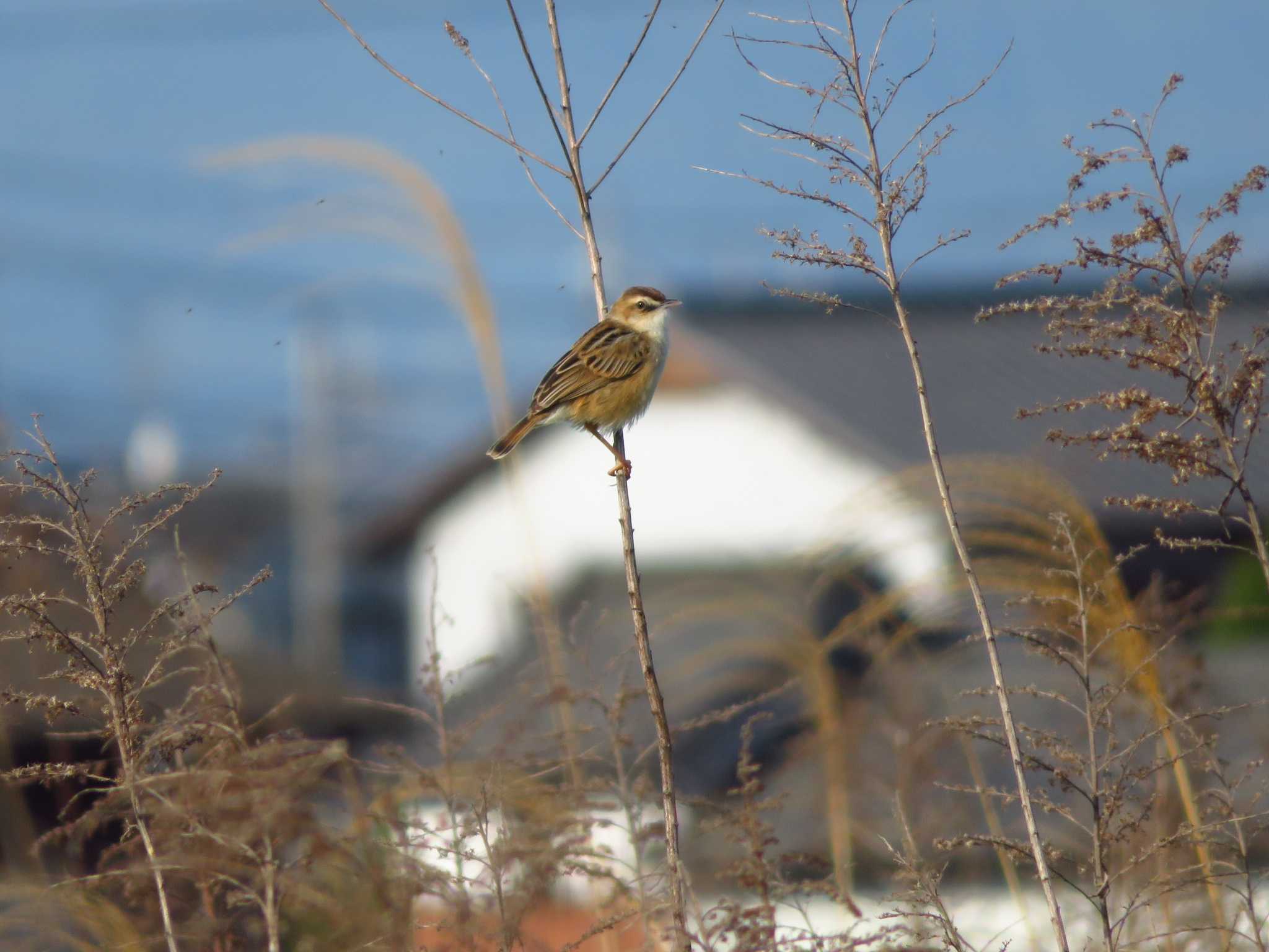 Zitting Cisticola