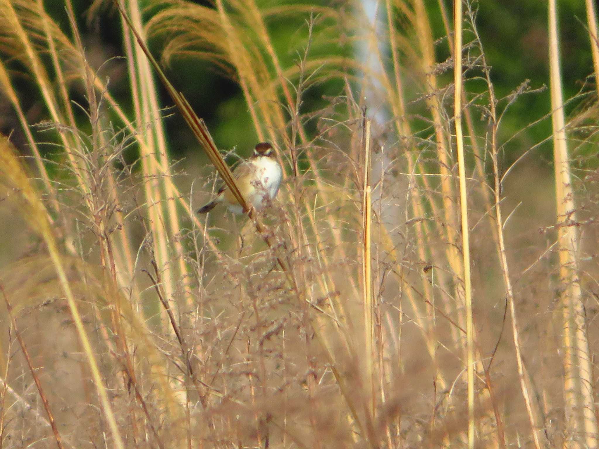 Zitting Cisticola