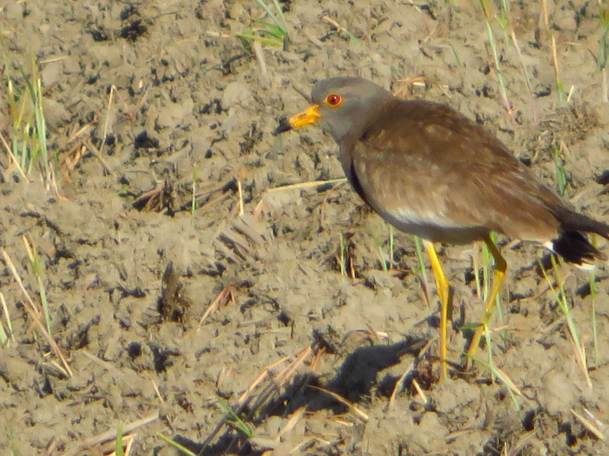 Grey-headed Lapwing