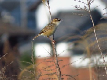 Fri, 5/8/2020 Birding report at 天理市南六条近郊