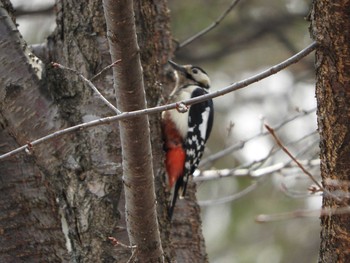 Great Spotted Woodpecker(japonicus) 常盤公園 Tue, 4/5/2016